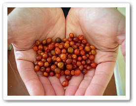 tacodiplomacy Berries in hands